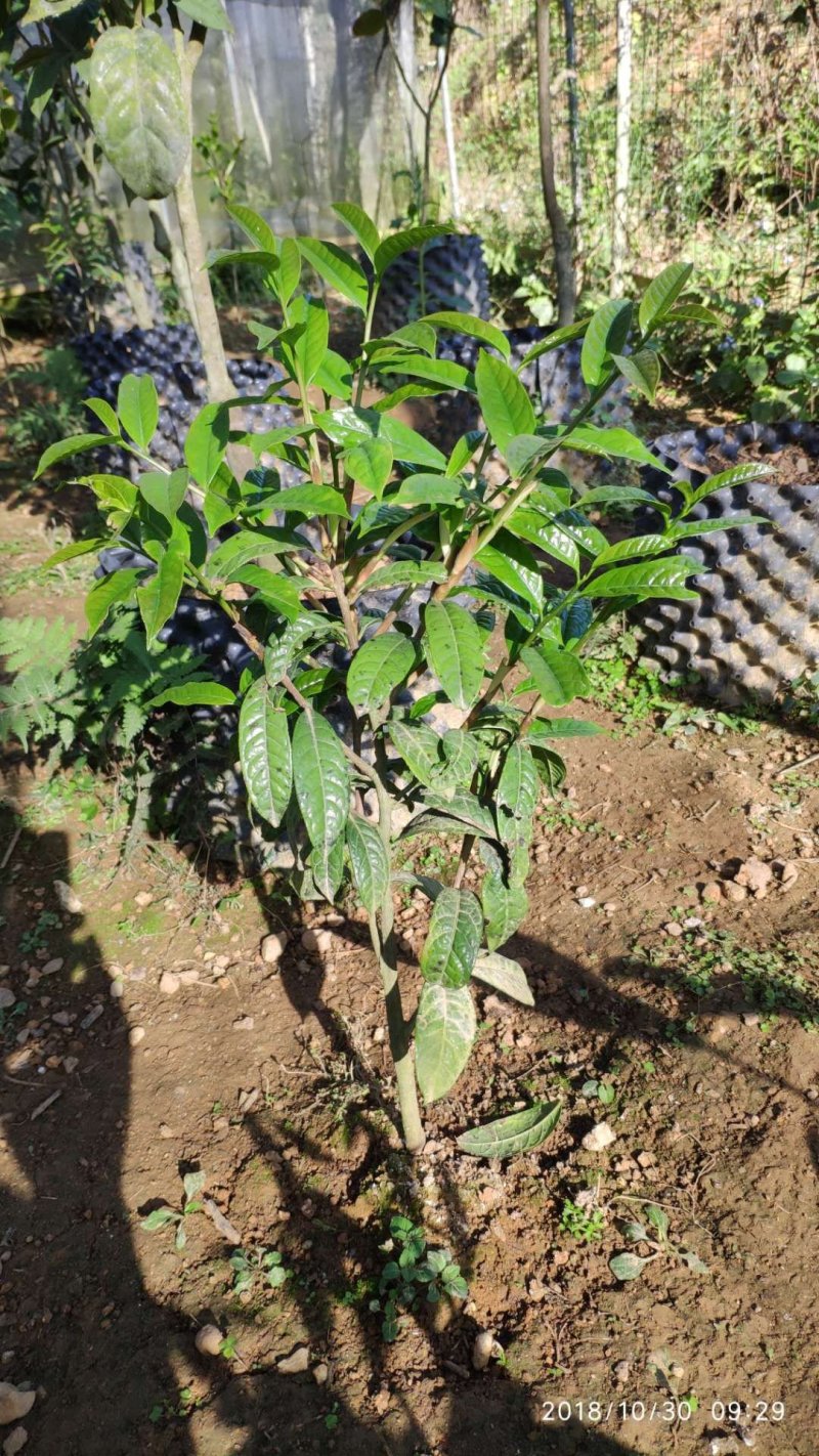 防城港普通金花茶苗木，品质好，花大