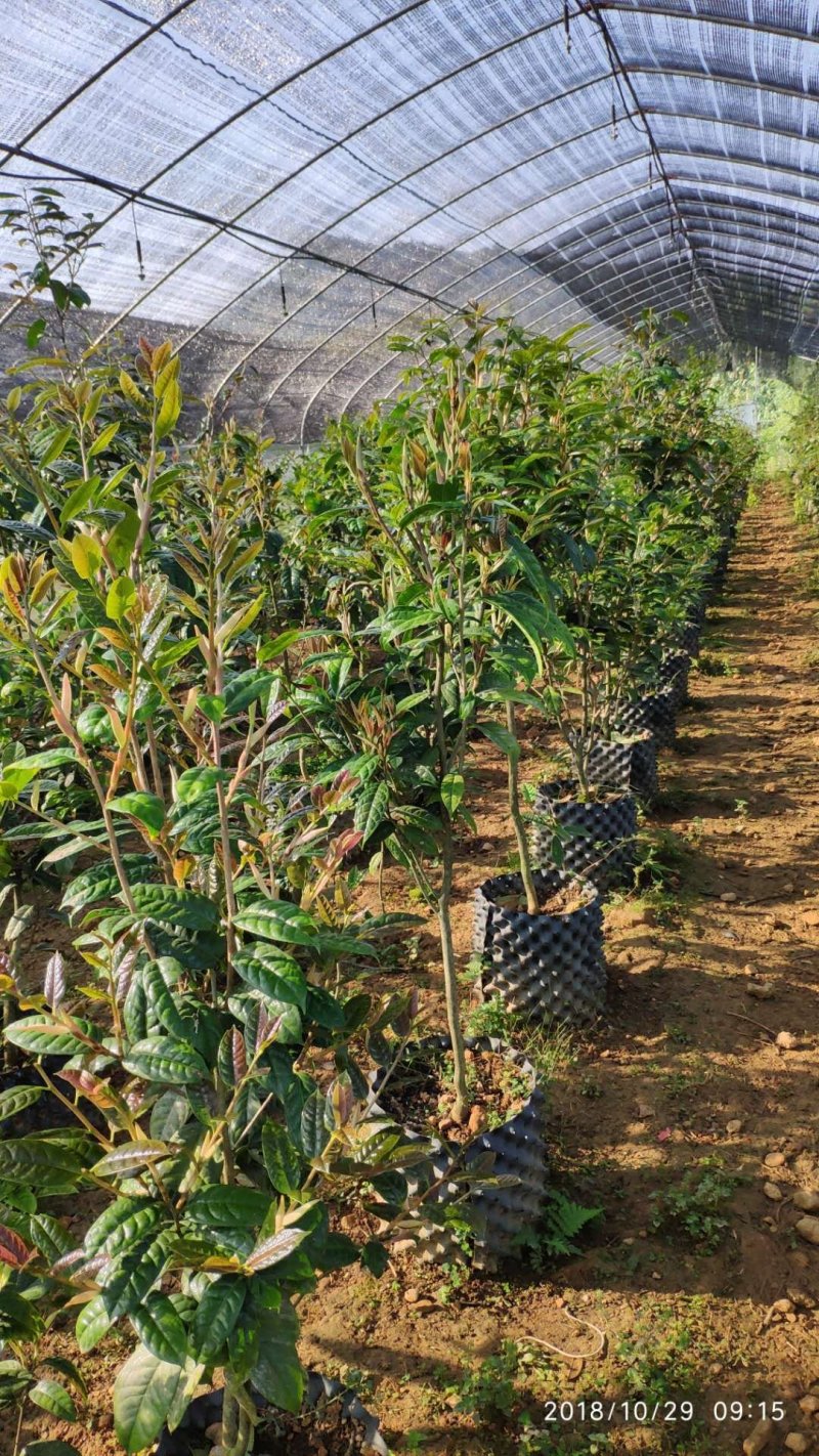防城港普通金花茶苗木，品质好，花大