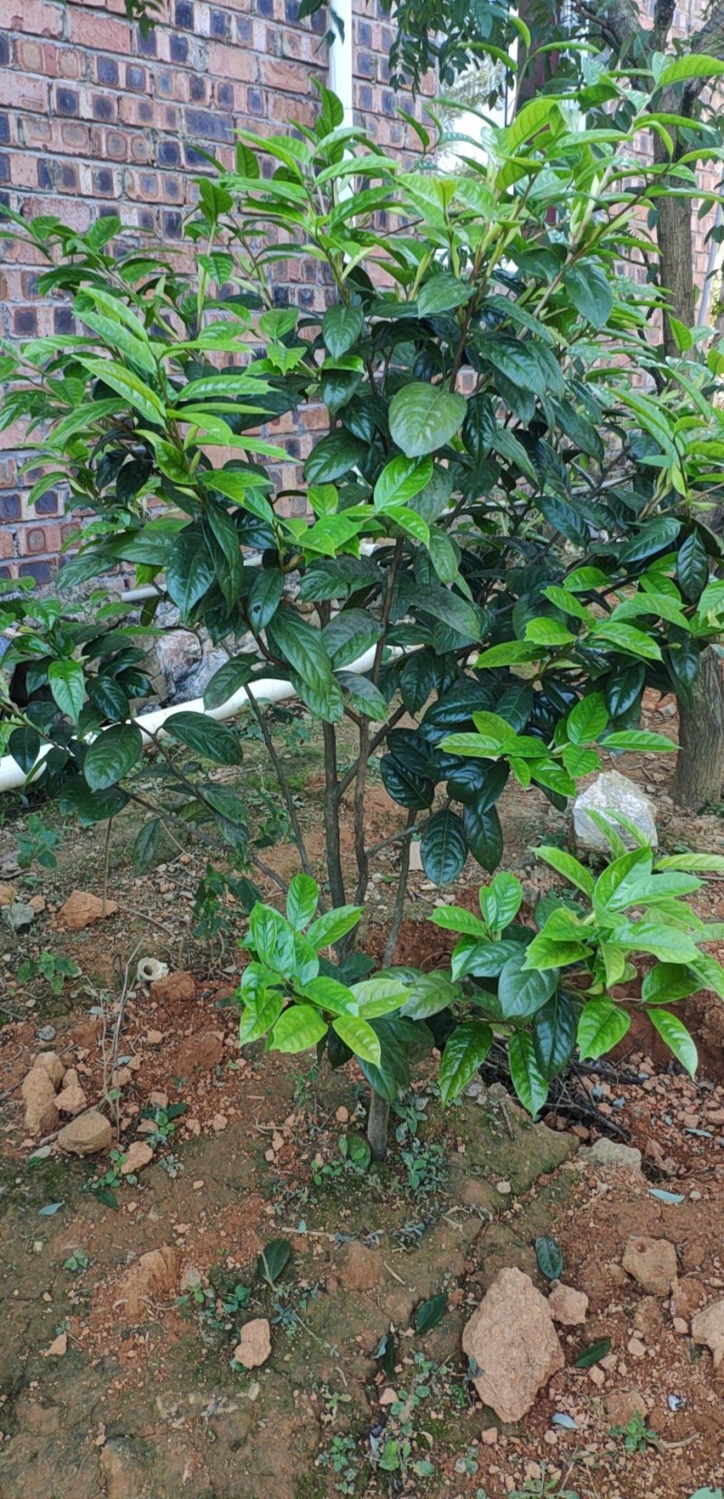 防城港普通金花茶苗木，品质好，花大