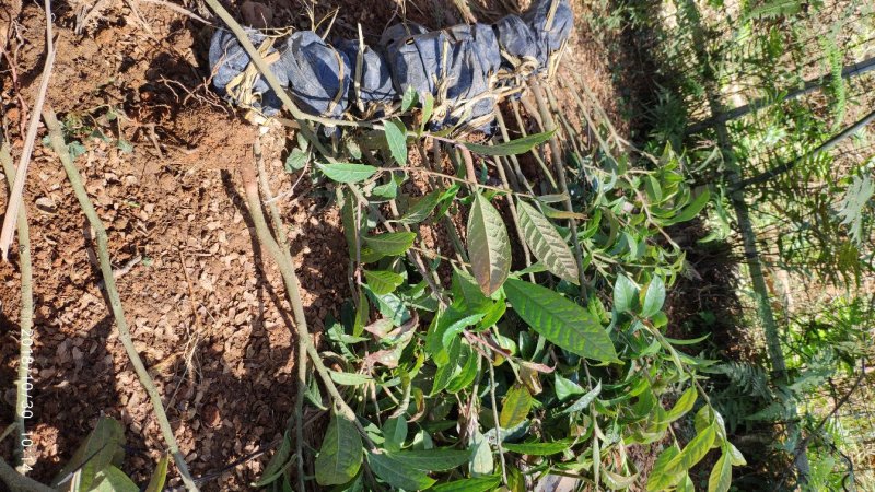 防城港普通金花茶苗木，品质好，花大