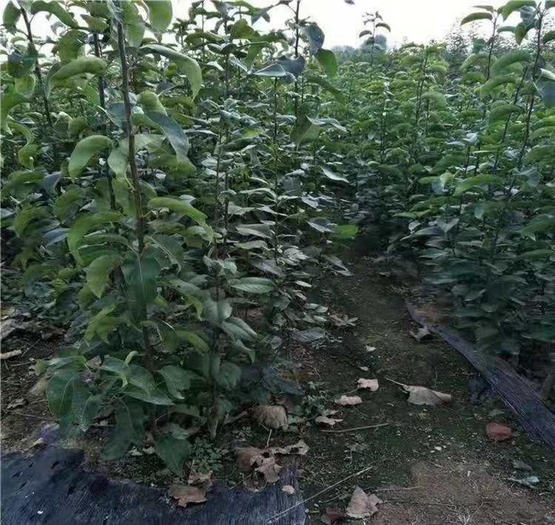 奥红梨树苗新品种梨树中的精品免费提供种植技术