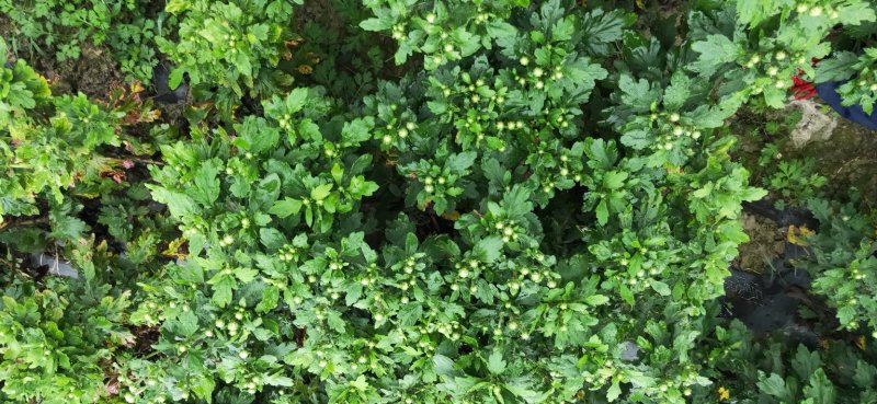 云南高海拔金丝皇菊茶