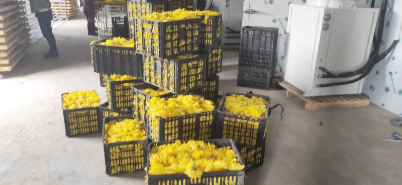 云南高海拔金丝皇菊茶