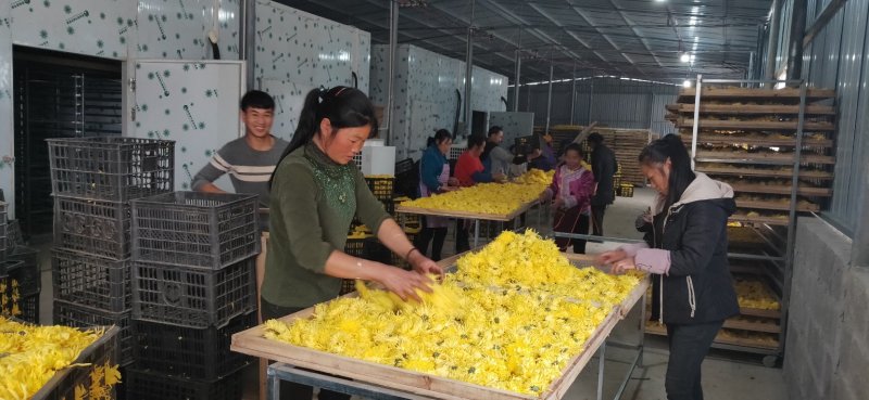 云南高海拔金丝皇菊茶