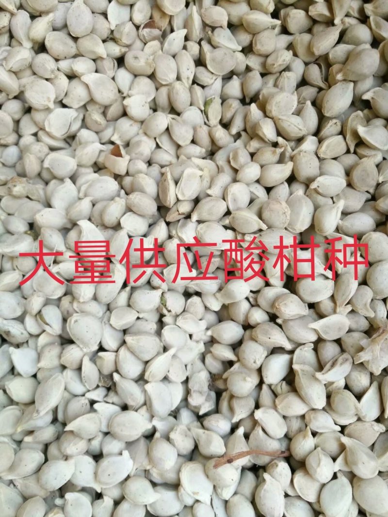 酸柑种子，酸桔种子，广西酸柑种子