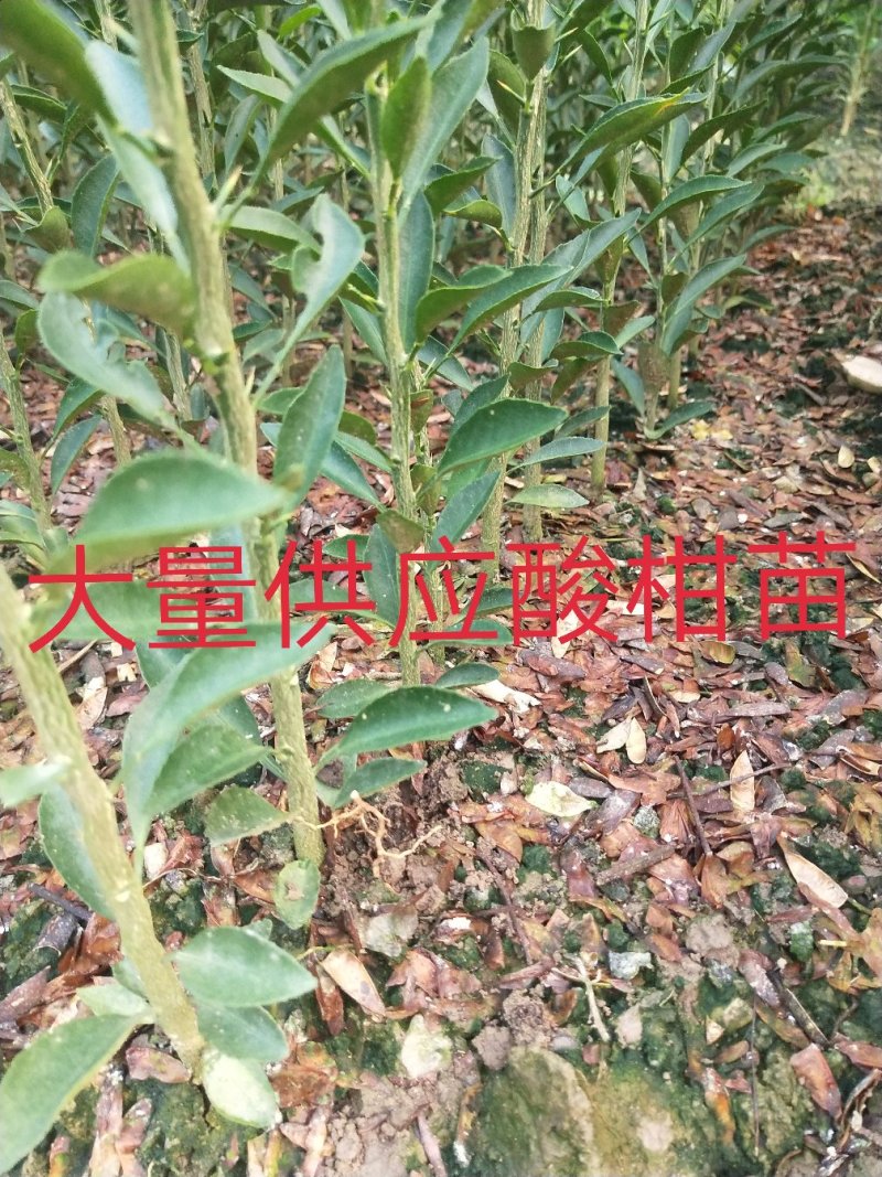 酸柑种子，酸桔种子，广西酸柑种子