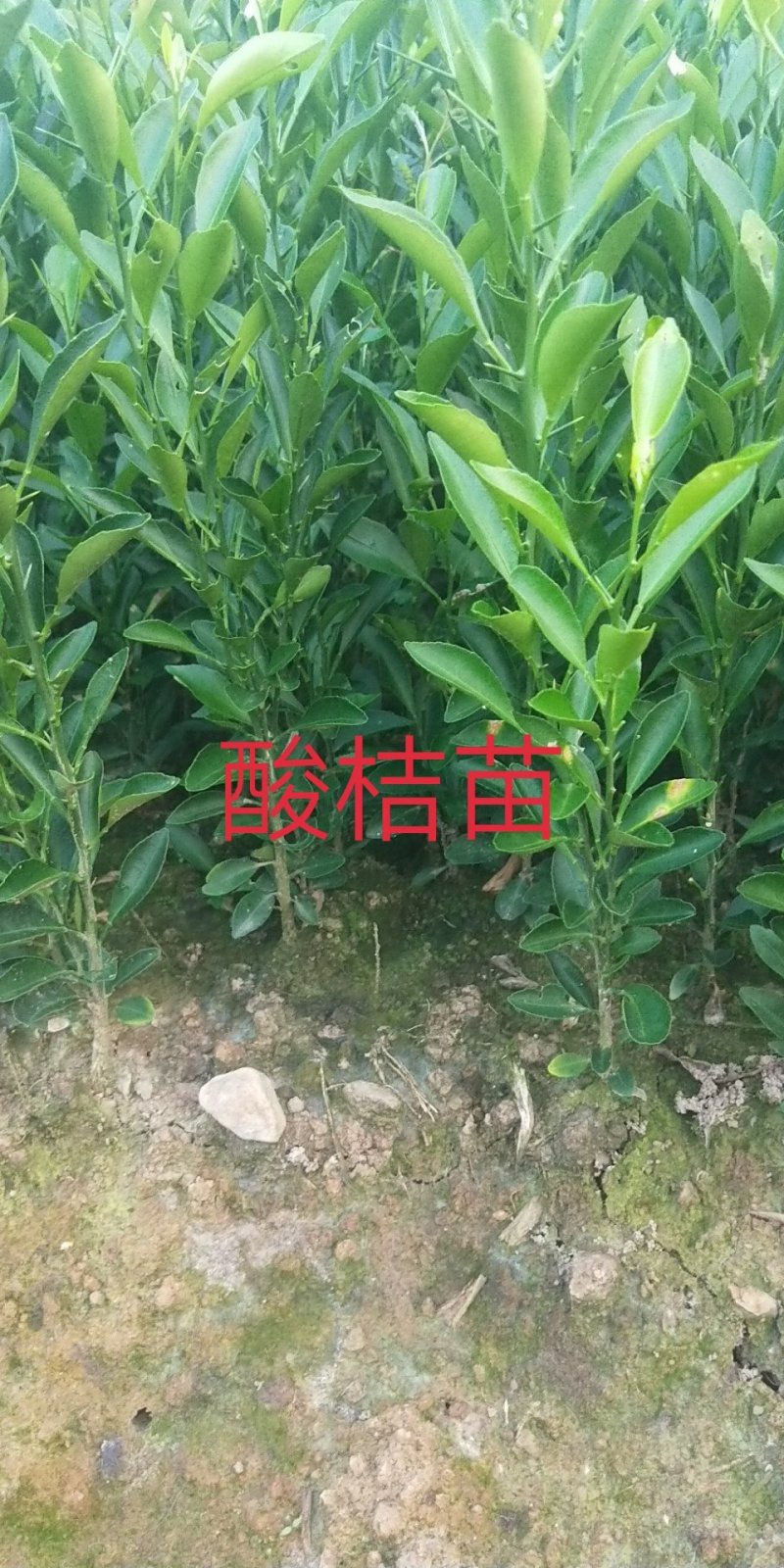 酸柑种子，酸桔种子，广西酸柑种子
