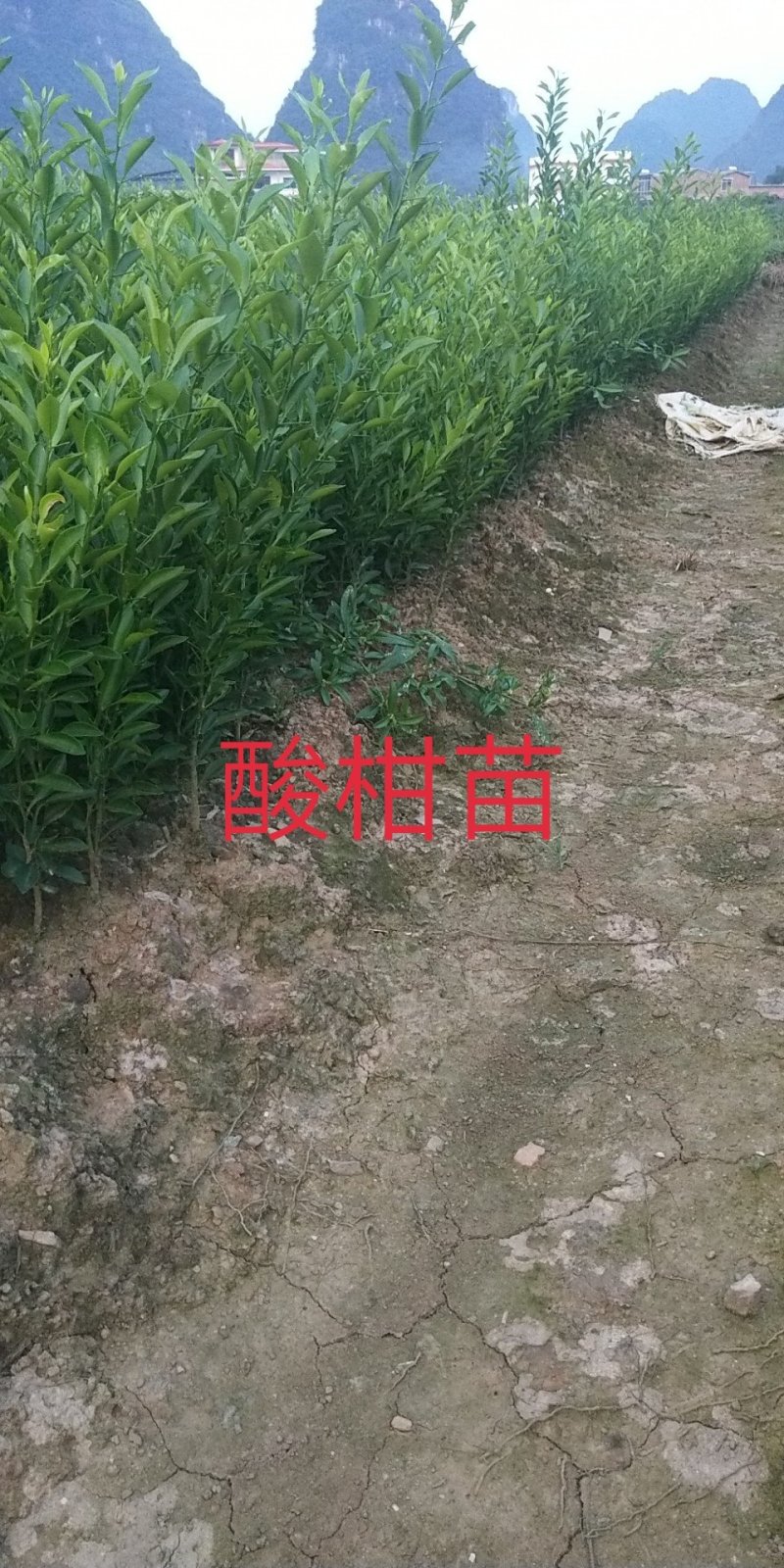 酸柑种子，酸桔种子，广西酸柑种子