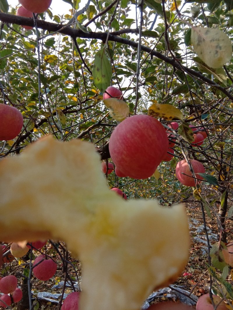 新鲜水果苹果红富士苹果现摘现发【一件代发】5斤装包邮脆甜