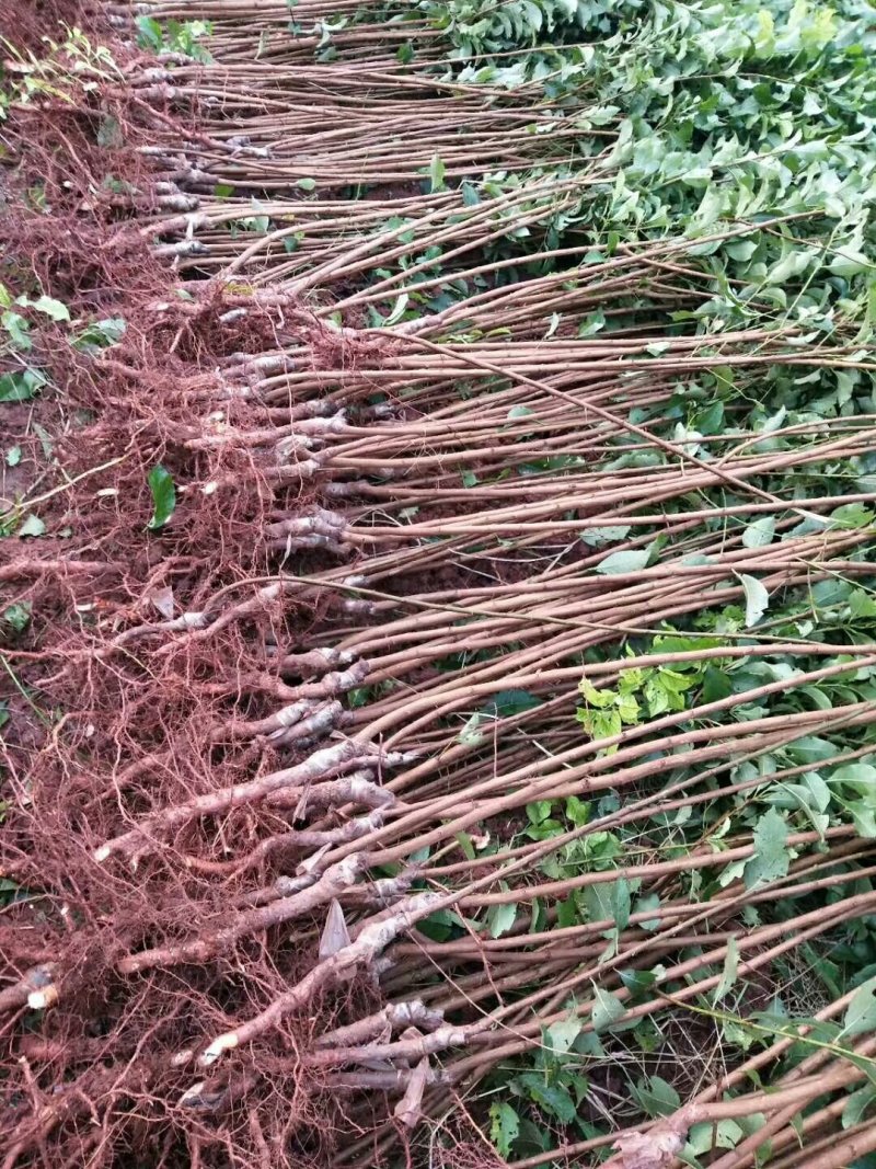 各种李子苗，嫁接李子苗，苗木基地直销，品种纯正