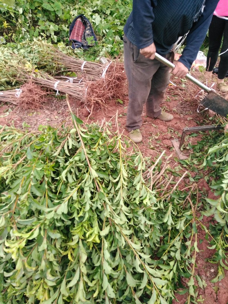 各种李子苗，嫁接李子苗，苗木基地直销，品种纯正