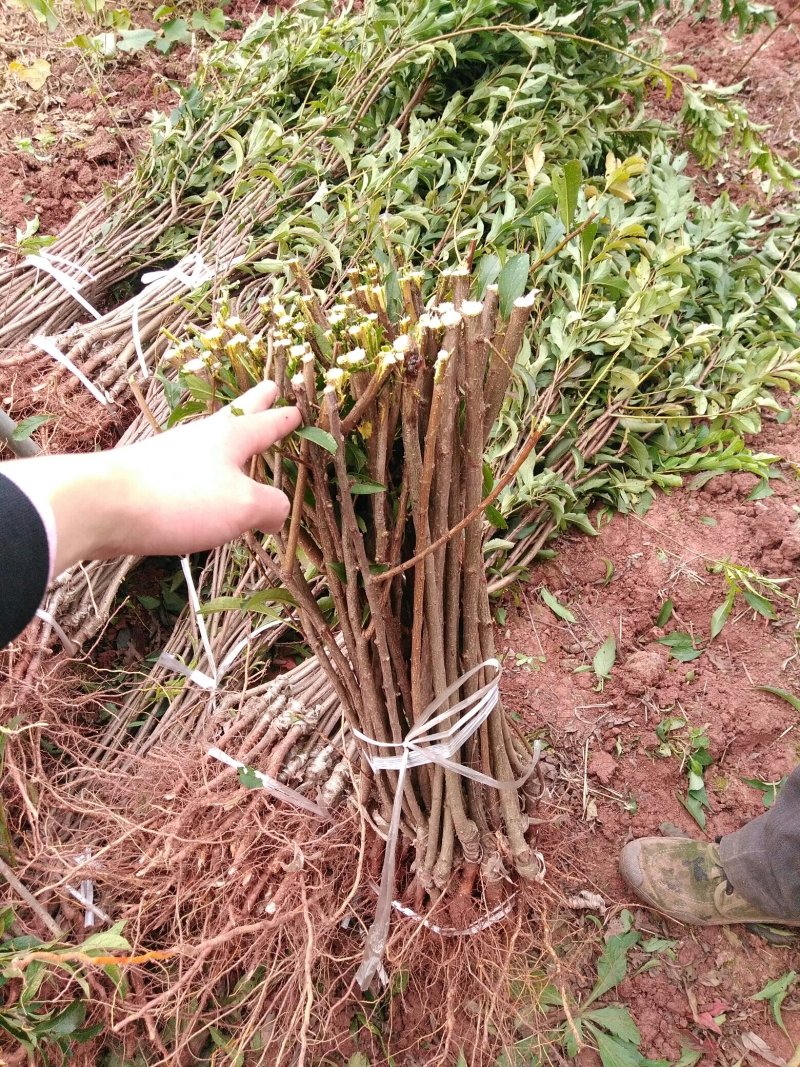 各种李子苗，嫁接李子苗，苗木基地直销，品种纯正