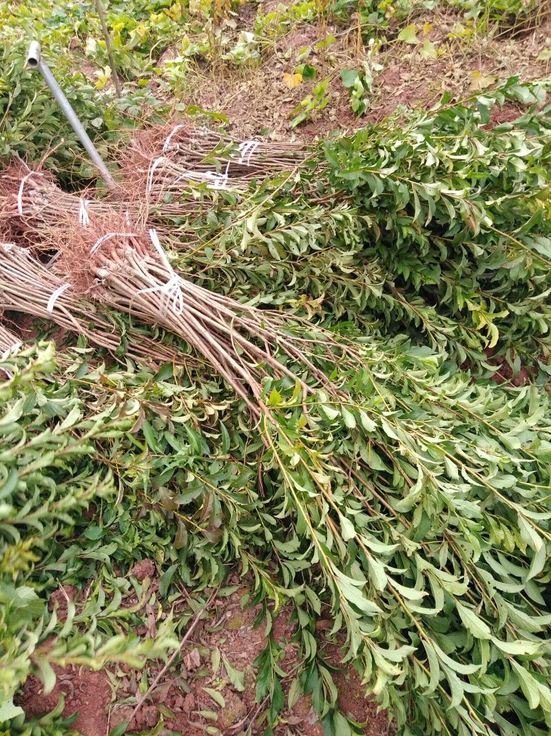 各种李子苗，嫁接李子苗，苗木基地直销，品种纯正
