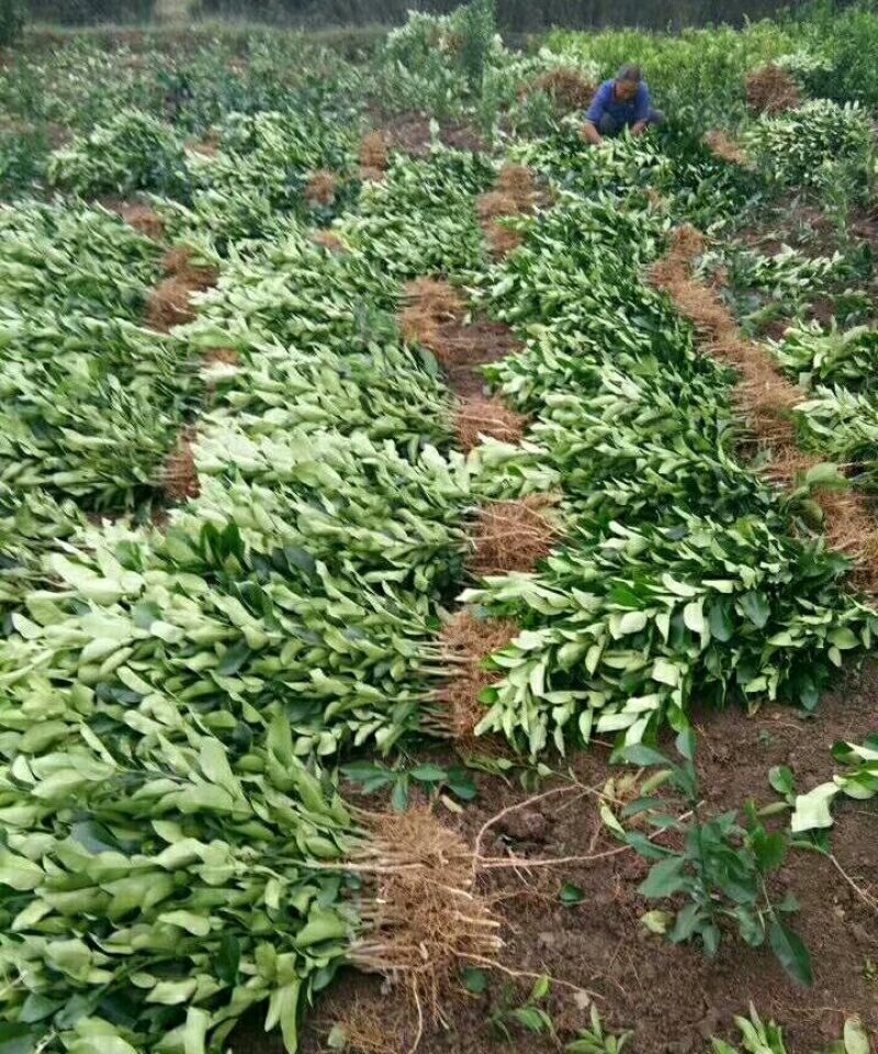 基地直销优质红心蜜柚苗，柚子苗，叶面清秀，无病虫害。