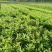 基地直销优质红心蜜柚苗，柚子苗，叶面清秀，无病虫害。