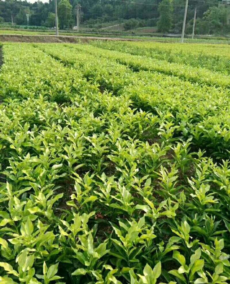 基地直销优质红心蜜柚苗，柚子苗，叶面清秀，无病虫害。
