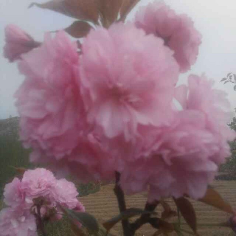 樱花树