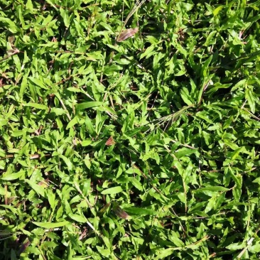 大叶油草+马尼拉草皮