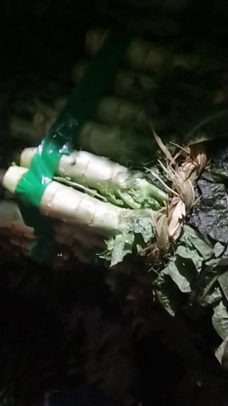 莴苣