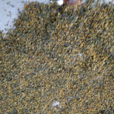 湖北武当丹江口深山老林釆摘野菊花