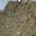 湖北武当丹江口深山老林釆摘野菊花