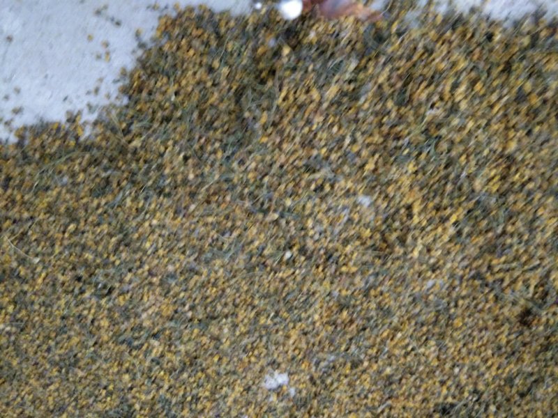 湖北武当丹江口深山老林釆摘野菊花