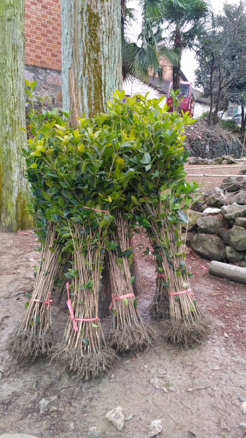 桂花苗桂花树树八月桂金桂丹桂规格齐全产地直销【包邮】