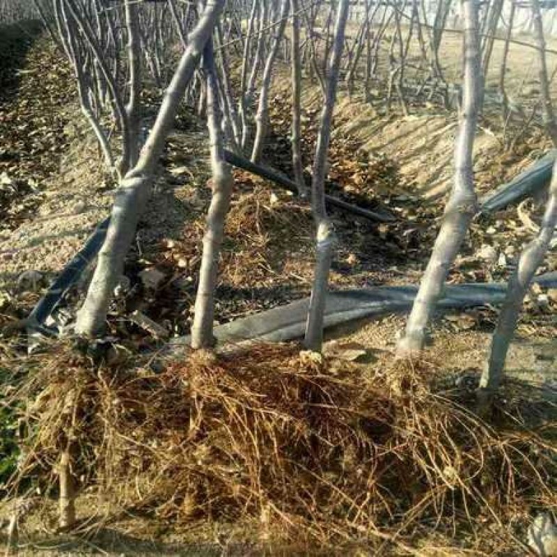 占地桃树大量出售，规格0.5-3公分