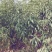 占地桃树大量出售，规格0.5-3公分