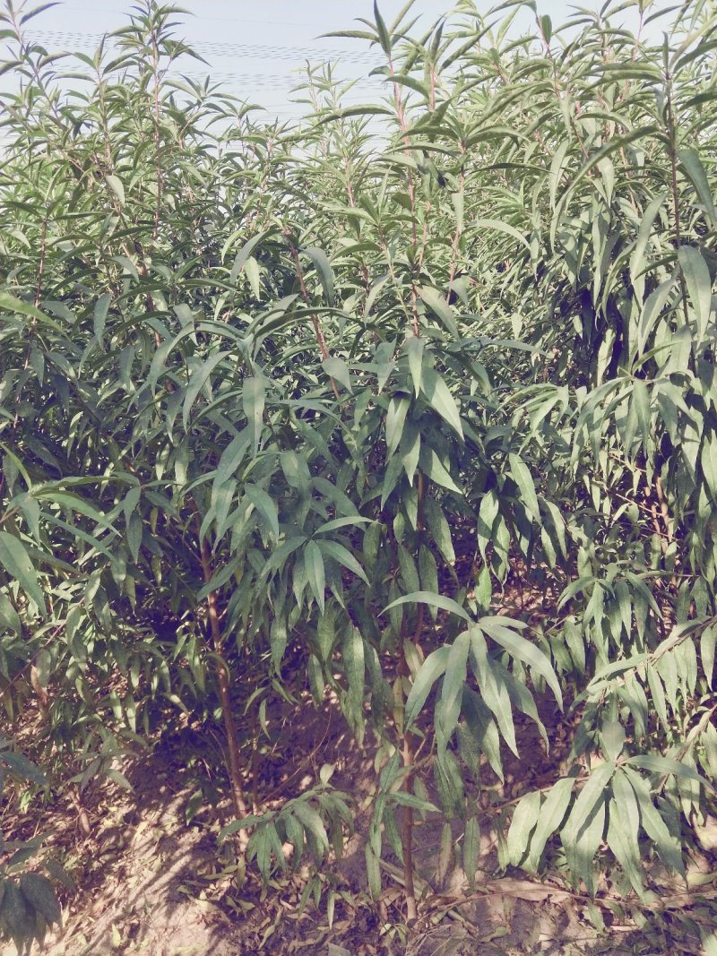 占地桃树大量出售，规格0.5-3公分