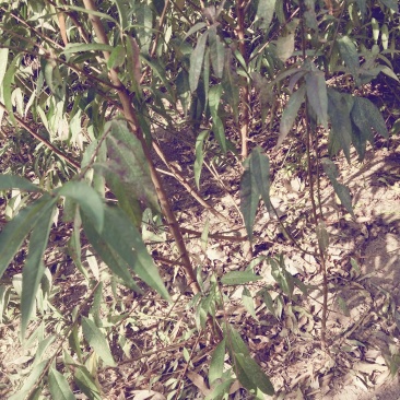 占地桃树大量出售，规格0.5-3公分