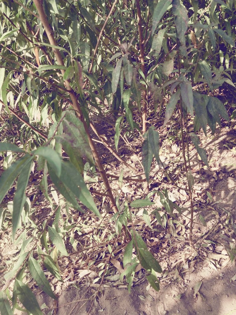 占地桃树大量出售，规格0.5-3公分