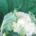 大量供应优质甘兰，芹菜，花菜，有机花菜。