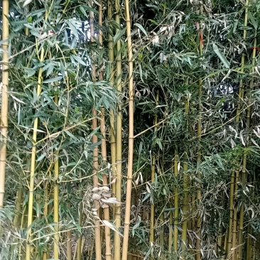 早园竹，2元一株，金镶玉竹2，1元一株
