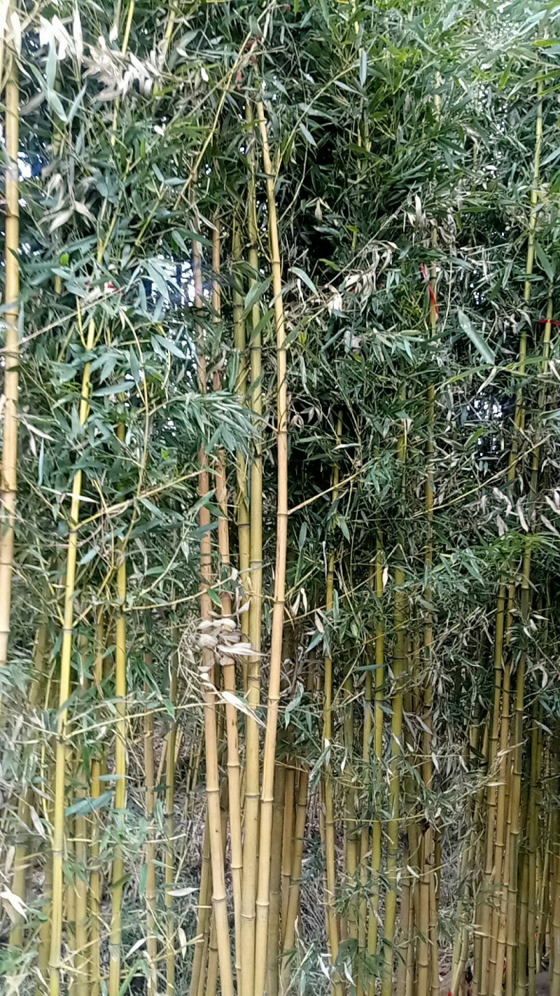 早园竹，2元一株，金镶玉竹2，1元一株