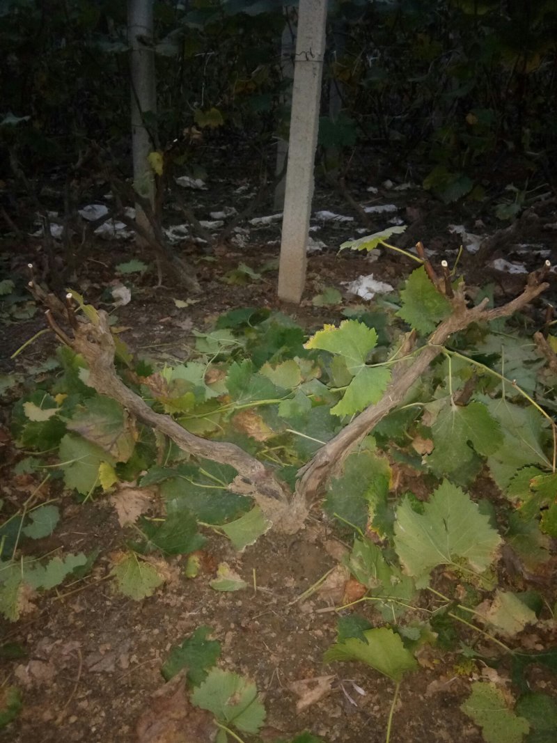 占地葡萄树，万亩葡萄基地