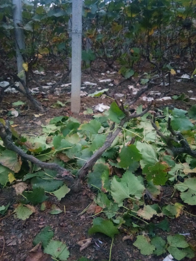 占地葡萄树，万亩葡萄基地