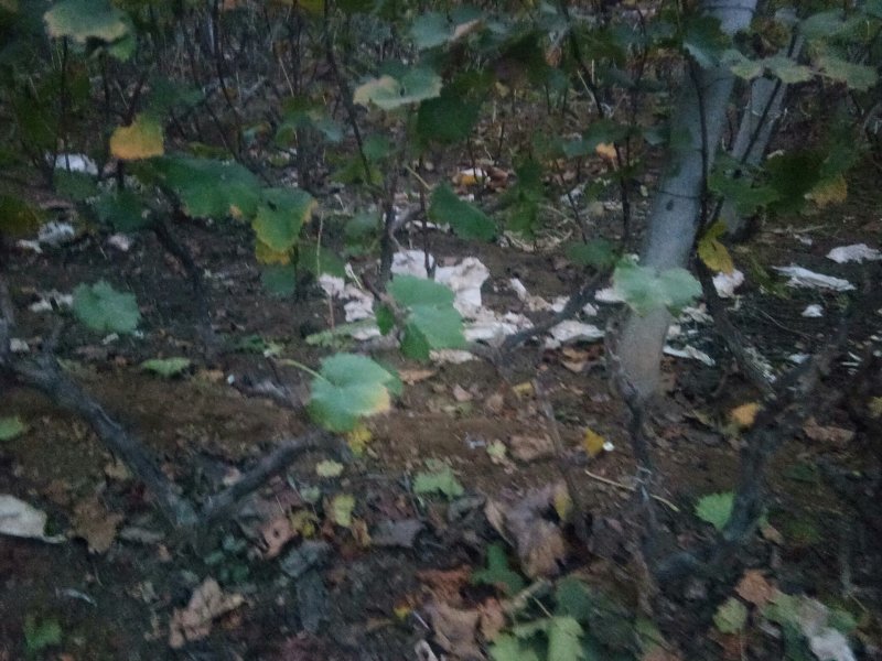 占地葡萄树，万亩葡萄基地