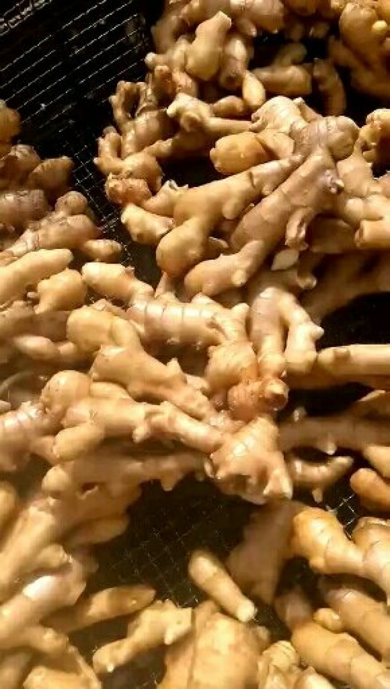 生姜产地直发【全国批发】品质保证量大价优欢迎咨询