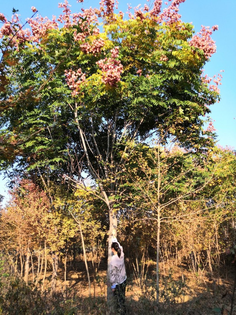 栾树米径15公分