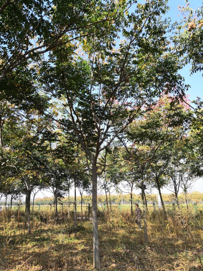 栾树米径15公分