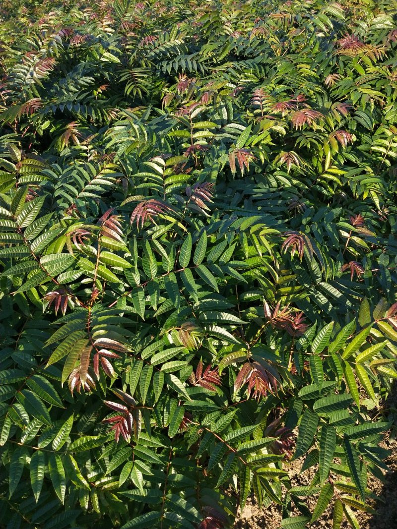 香椿苗，广西香椿苗，红芽香椿苗，椿芽树苗包邮！