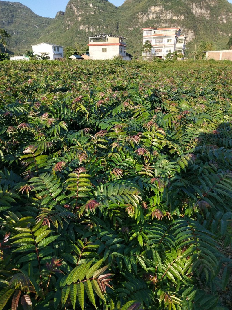 香椿苗，广西香椿苗，红芽香椿苗，椿芽树苗包邮！