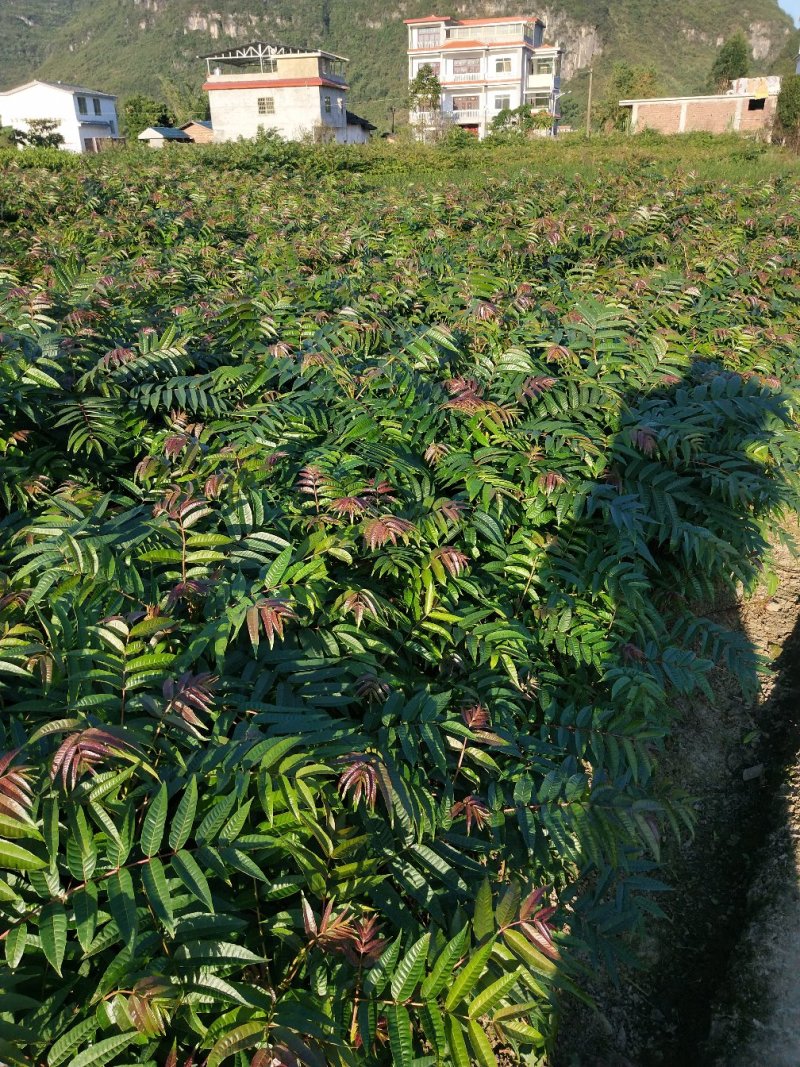香椿苗，广西香椿苗，红芽香椿苗，椿芽树苗包邮！