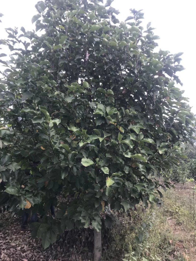 红玉兰米径12公分