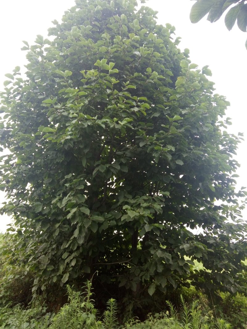 红玉兰米径12公分