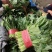 【实力】山东菠菜大量上市，货源充足，现采现发品质保证