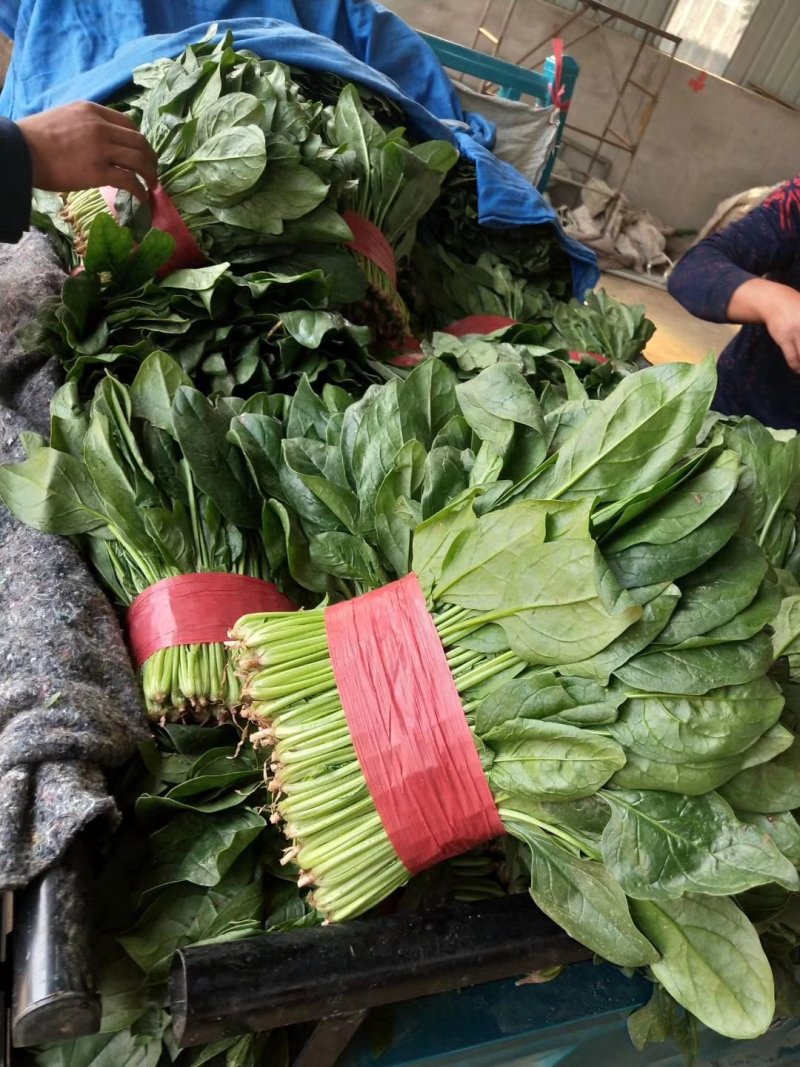 【实力】山东菠菜大量上市，货源充足，现采现发品质保证
