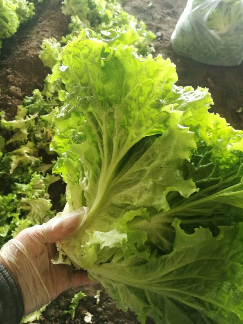 大棚