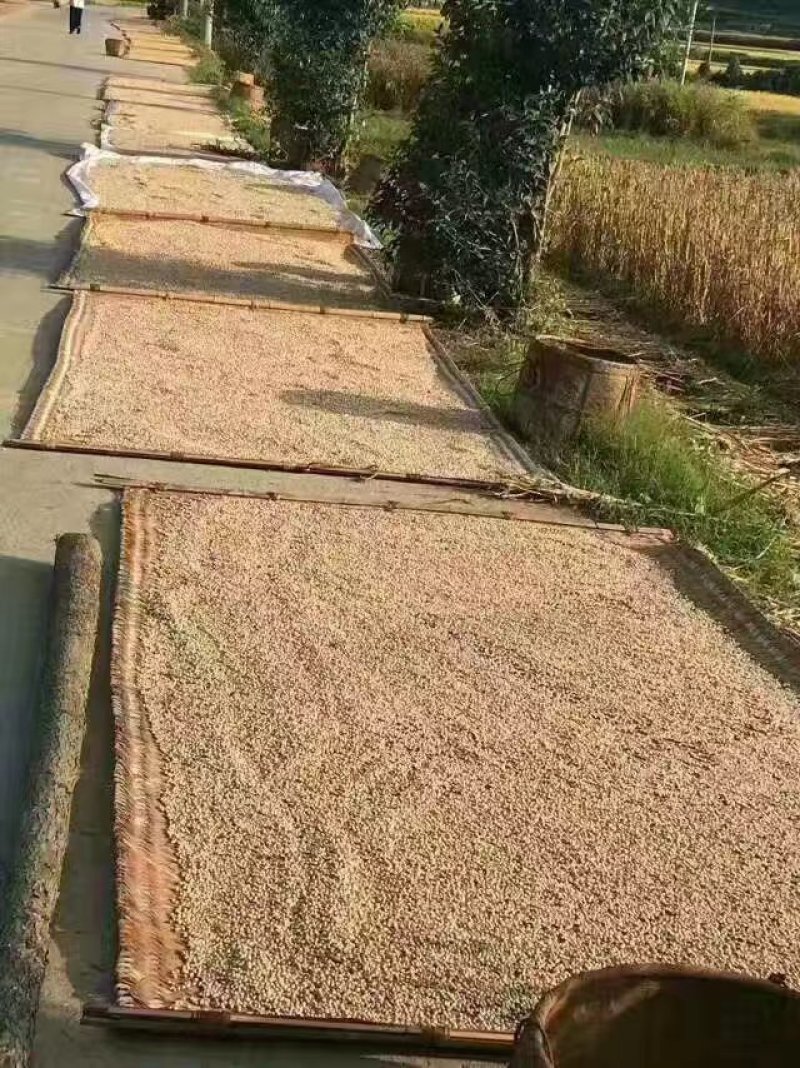 宁化土特产，糯薏米👍👍👍